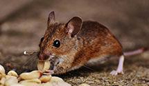 24 Hour & Emergency Exterminators in Los Altos, CA
